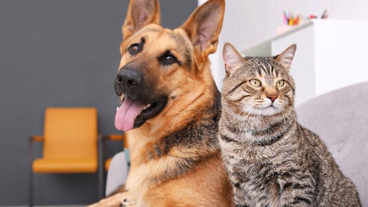 १. कुत्रा किंवा मांजरासारख्या पाळीव प्राण्यांना कोरोनाची बाधा होऊ शकते का?