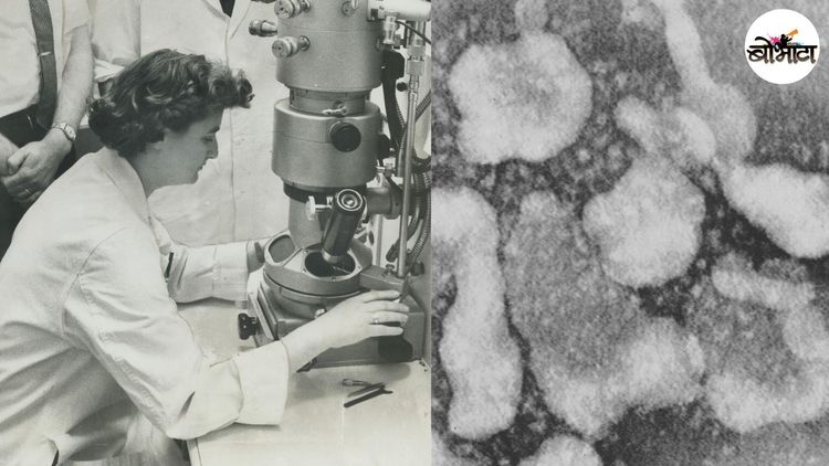 कोरोना विषाणूचा शोध १९६४ लागला होता? भेटा कोरोनाचा अभ्यास करणाऱ्या पहिल्या संशोधकाला!!