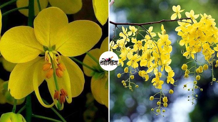 सोनसळी बहावा नजर सुखासोबत या कितीतरी गोष्टींसाठी उपयुक्त आहे पाहा!