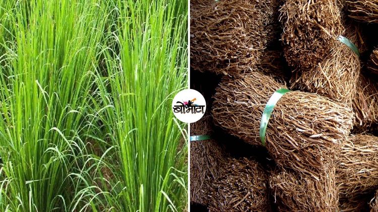 ठंडा ठंडा कूल कूल वाळा म्हणजे नक्की काय असतो, त्याचे इतर फायदे काय? जाणून घ्या कृषितज्ज्ञ काय म्हणतात!!