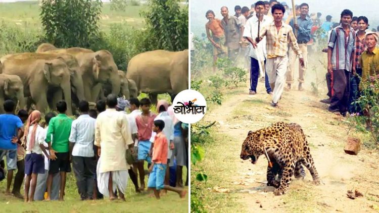 एका हत्तीणीच्या मृत्यूने आपण हळहळत आहोत, पण या प्राण्यांच्या मृत्यूमागची खरी कारणं तर जाणून घेऊयात?