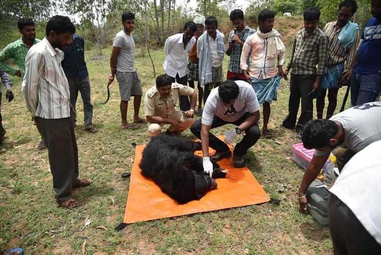 २. केरळ आणि कर्नाटकात वन्य प्राण्यांना दूर ठेवण्याची पद्धत.