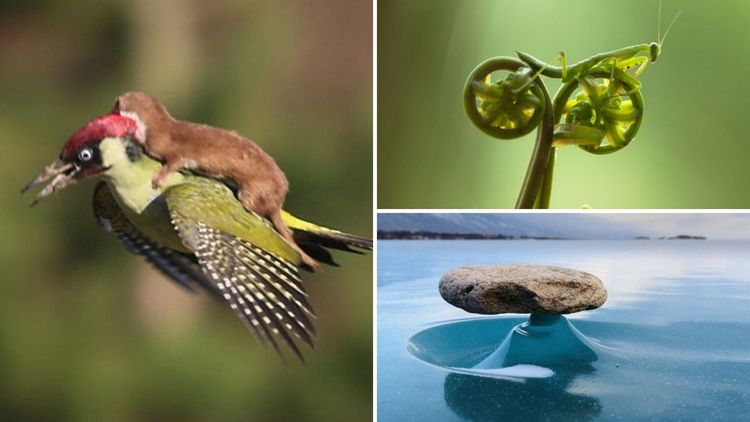 निसर्गातले १५ चमत्कार, हे आधी तुम्ही कधीच पाहिले नसतील...