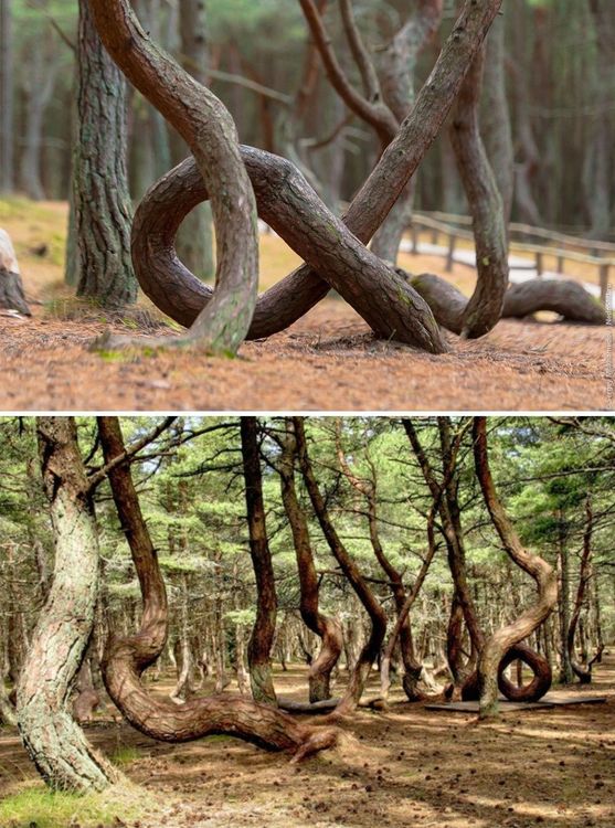 १५. रशियातील डान्सिंग फॉरेस्ट.