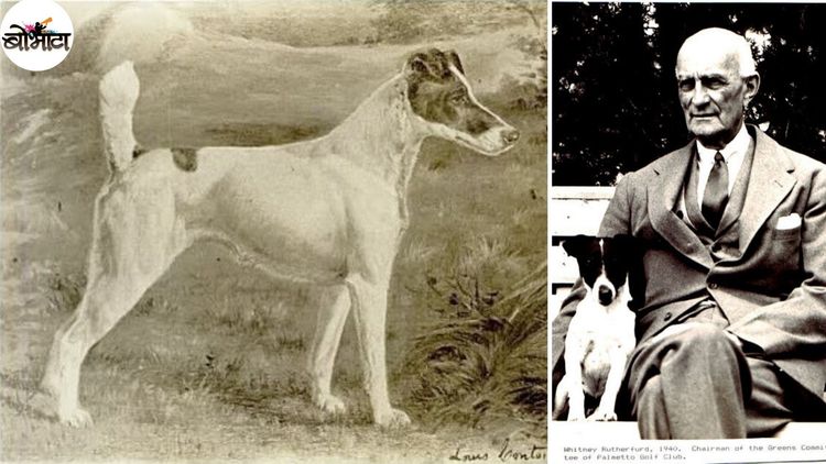 सलग तीन वर्षे किताब मिळवणारी ही खरोखरी सर्वोत्कृष्ट श्वान होती?