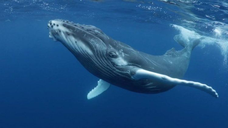 ६. व्हेल - ६ महिने