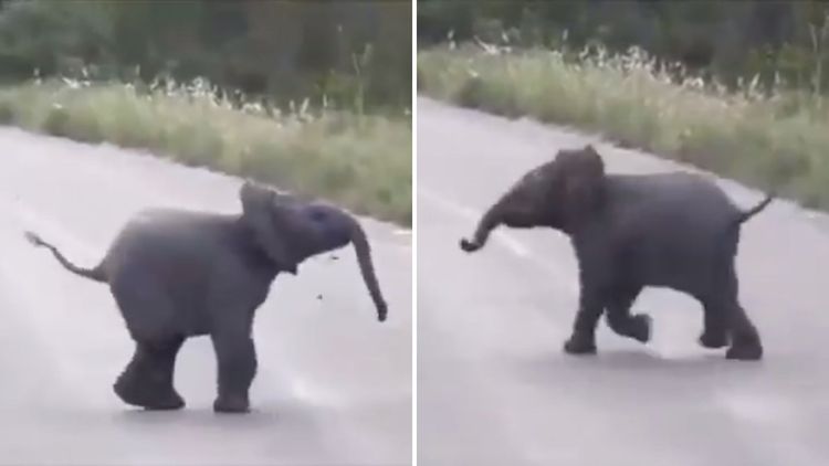 व्हिडीओ ऑफ दि डे : फुलपाखरांच्या मागे धावणारं हत्तीचं पिल्लू पाहून तुम्हाला तुमचं लहानपण आठवेल !!