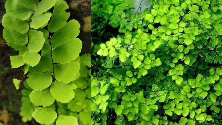 बोभाटाची बाग : भाग ८ - १४ कोटी वर्षांपासून अस्तित्वात असलेले, पण दुर्लक्षित राहिलेले नेचे !!