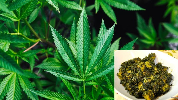 बाबो, मेथी समजून चक्क गांजाची भाजी खाल्ली? कुठे घडलंय हे?