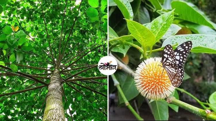 बोभाटाची बाग : भाग ८ - मादक सुगंधी कदंबवृक्ष!! पुराणातले उल्लेख तर खरेच, पण कदम घराण्याचा इतिहास काय आहे?