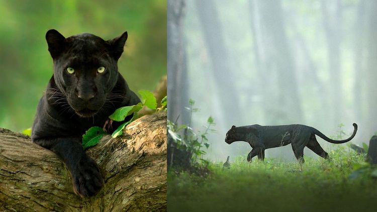दुर्मिळ अशा 'ब्लॅक पॅन्थर'चे हे मनमोहक फोटो... पहायला तर हवेतच...