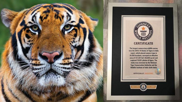 सर्वात मोठा कॅमेरा ट्रॅप.. भारतातल्या वाघांवरच्या सर्वेक्षणाची गिनिज बुकमध्ये नोंद!! वाचा नेमकं काय घडलंय...