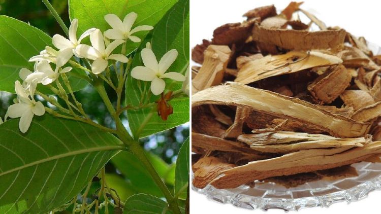 बोभाटाची बाग - भाग ११ : कडू मूळांची गोड फुलं - कुडा 