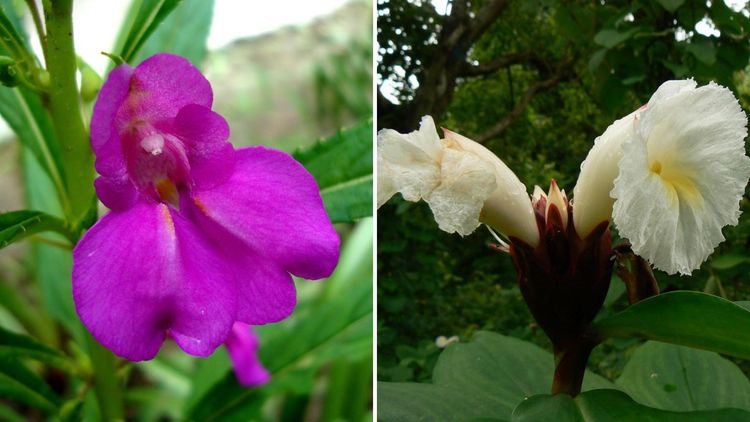 बोभाटाची बाग : भाग १४ - बागेतला श्रावण म्हणजे तेरड्याचे रंग आणि पेवाचं फुटणं -जाणून घ्या !