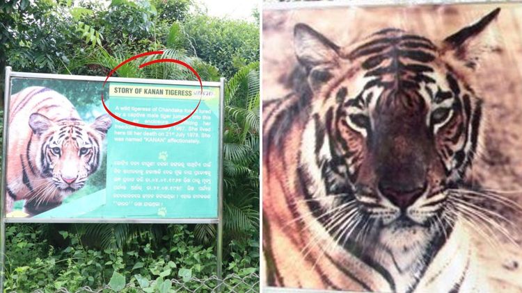 जेव्हा वाघीण एका वाघासाठी स्वतःच प्राणीसंग्रहालयात येते!