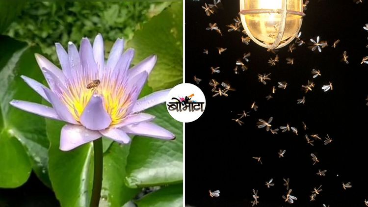 बोभाटाची बाग - भाग १५ : पतंग- ज्योत, भुंगा-फूल यांची कविकल्पना खरी की प्रकरण दुसरंच काही असतं?