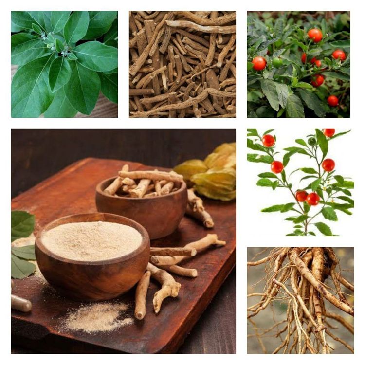 अश्वगंधेची नावे -