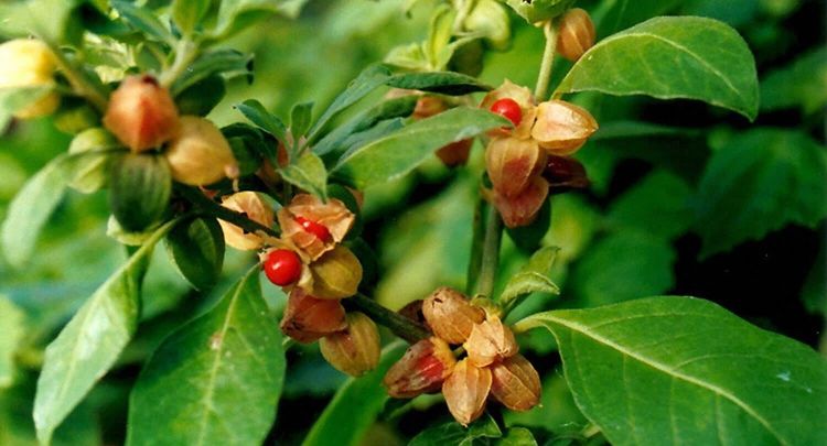 अश्वगंधेचे स्वरूप –