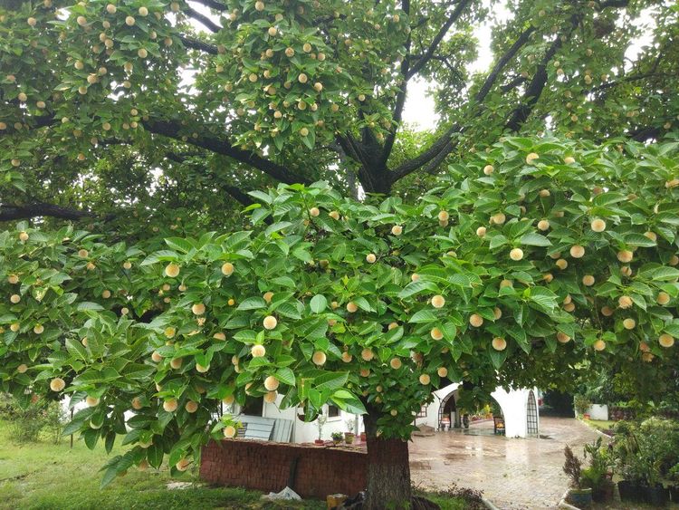 आकाराने मोठे व उंच वाढणारे देशी वृक्ष-