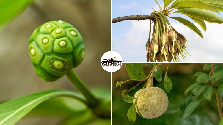 बोभाटाची बाग : भाग २० - खैर, मोह, कवठ, रिठा आणि अशा महत्त्वाच्या मध्यम उंचीच्या झाडांबद्दल तुम्हांला हे सगळं माहित आहे का??