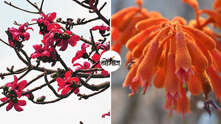 बोभाटाची बाग : भाग २१ - देशी वृक्ष आणि त्यांच्या शास्त्रीय नावामागचा रंजक इतिहास!!