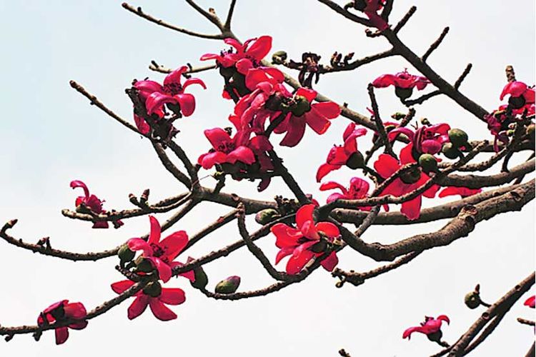 काटेसावर :