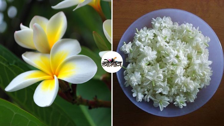 बोभाटाची बाग : भाग २२ - आज बागेत फेरफटका मारत फुलांवर आधारीत काही गाणी आणि कविता ऐकू या !!