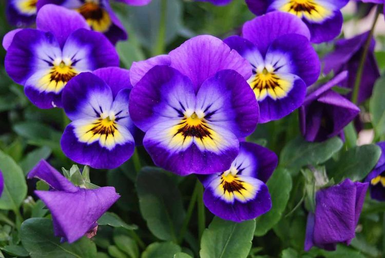 व्हायोला :