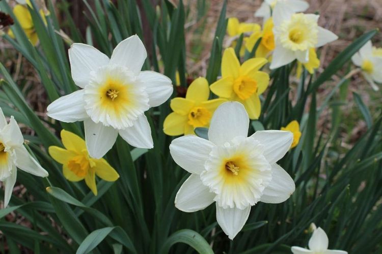 डॅफोडील: