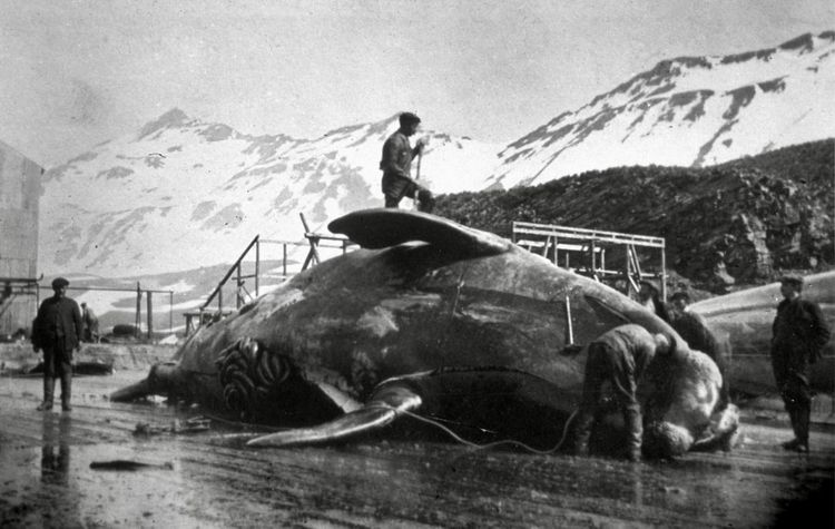 गेल्या २०० वर्षांत माणसाने अंटार्क्टिका, तिथले सील, व्हेल यांचा आणि परिणामी पर्यावरणाचा ऱ्हास कसा केला याच्या काही नोंदी..