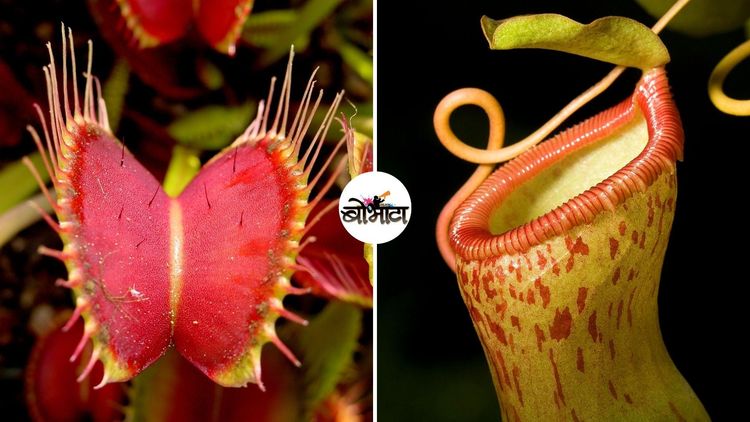 या ७ वनस्पती चक्क मांस खातात?