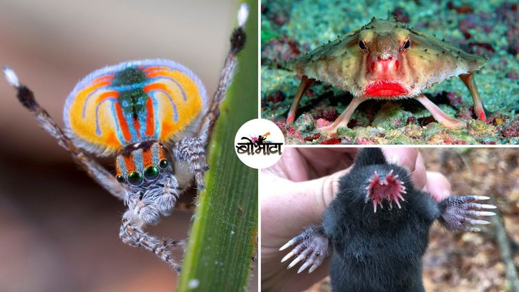 १५ अद्भुत आणि जगावेगळे प्राणी...