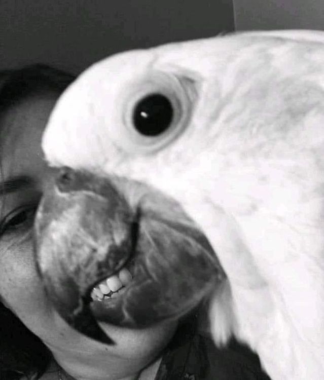 ८. पोपटाला दात विचकावून हसताना पाहून घ्या !!