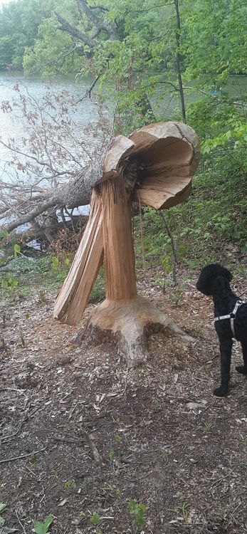 ४. हे चक्क बीव्हर नावाच्या एका छोट्या प्राण्याचं काम आहे.