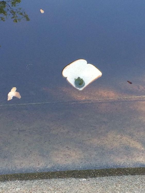 १०. ब्रेडवर तरंगणारा कासव अनेक वर्षात एकदाच पाहायला मिळतो.