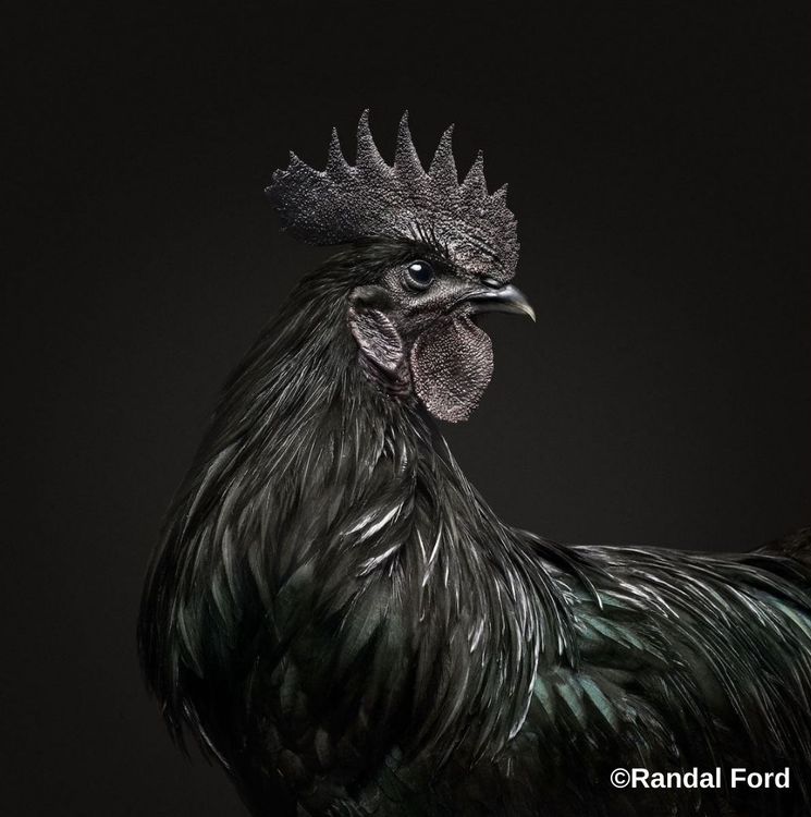 बाबा कडकनाथ की जय हो!