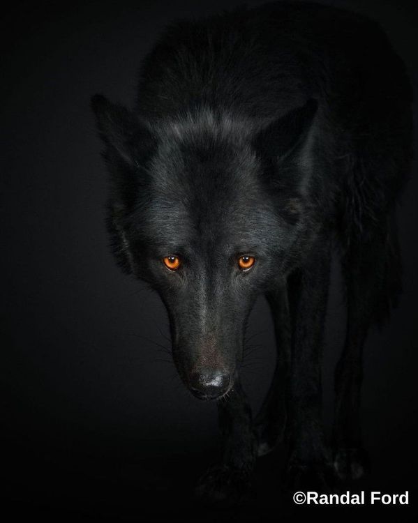 मी अकेला, मोगलीचा खास !