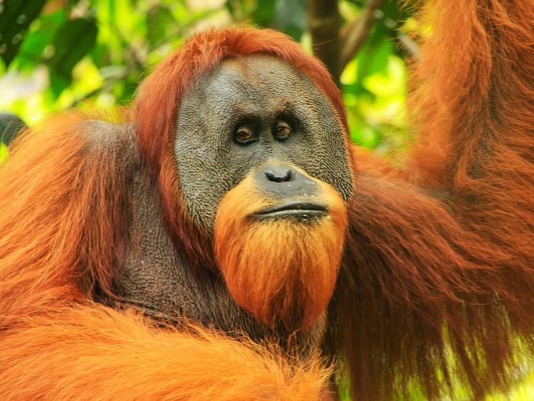 १३) Orangutan (ओरँगउटान) :-