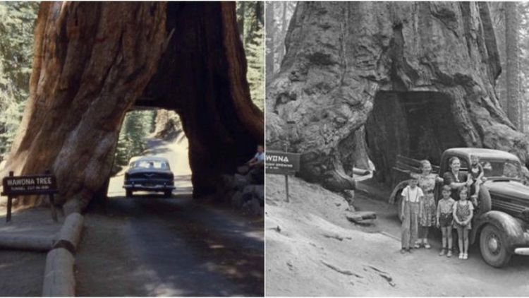 १) वावोना ट्री - 