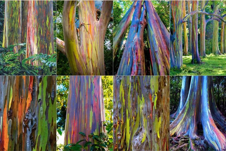 ८) इंद्रधनुषी यूकॅलिप्टस – 