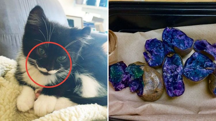 निसर्गाने दिलेले आश्चर्याचे धक्के....ही १० उदाहरणे पाहा !!