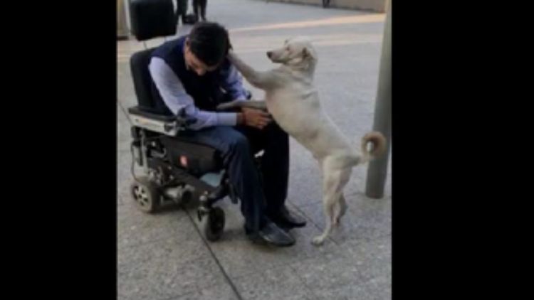  इंडिगोच्या कर्मचाऱ्याने कुत्र्याला शोधण्यासाठी व्हिलचेअरवरून मुंबईत पालथी घातली!!