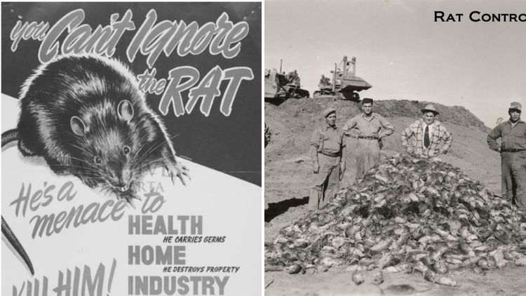 कॅनडाचे हे राज्य १०० टक्के उंदीर-मुक्त कसे झाले? त्यांनी उंदरांना मारण्यासाठी कोणता कार्यक्रम राबवला?