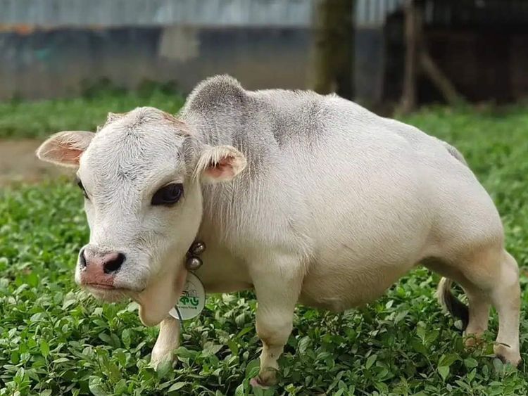 भेटा जगातल्या सर्वात लहान आकाराच्या गायीला...एवढ्या लहान आकाराची गाय तुम्ही कधी पाहिली आहे का?