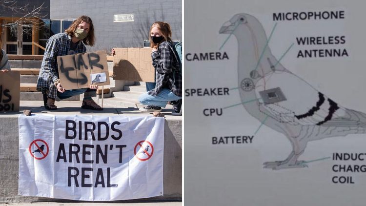 पक्षी अस्तित्वातच नाहीत? अमेरिकेत ही नवीन अफवा कोणी पसरवली?