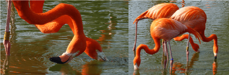 3.फ्लेमिंगोची खाण्याची पद्धत वेगळी आहे.