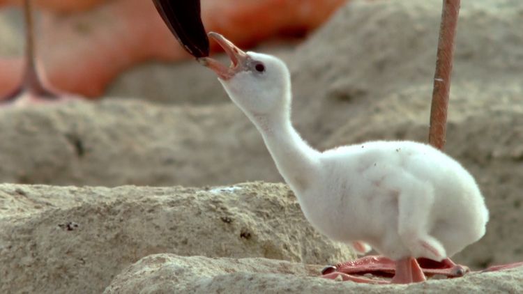 ८. फ्लेमिंगो आपल्या पिल्लांना दूध देतात!