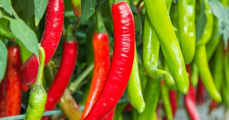 मिरचीबद्दल 'या' गोष्टी तुम्हाला माहिती आहेत का?