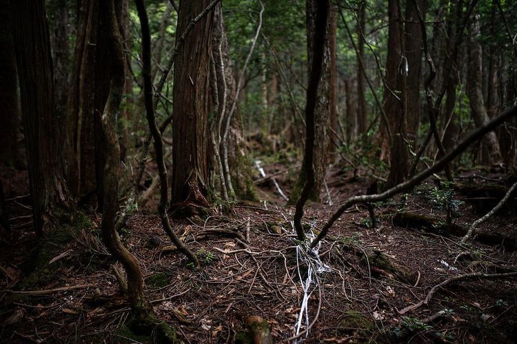 ओकीहारा (Aokigahara) - जपानचे आत्महत्येचे जंगल