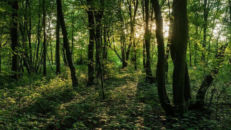 यूकेचे किंचाळणारे डियरिंग जंगल